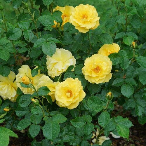 Rose, Reminiscent® Yellow Rose