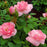 Rose, Easy Elegance Pinktopia Rose