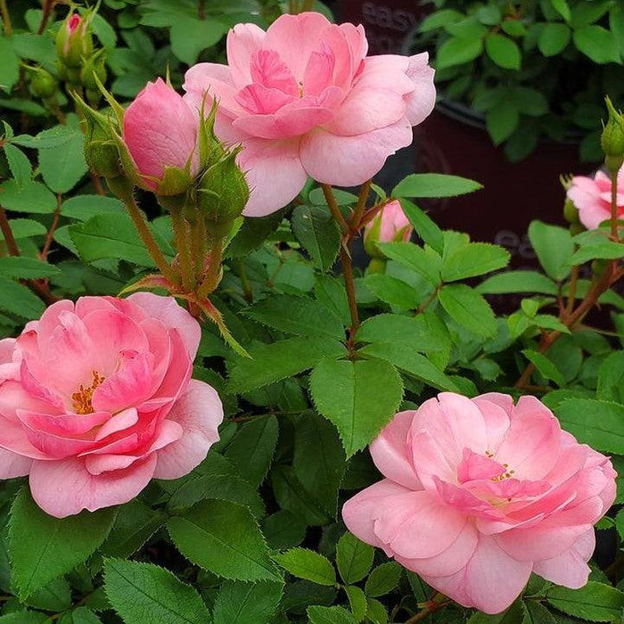 Rose, Easy Elegance Pinktopia Rose