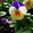 Viola cornuta 'Penny Peach Jump-Up'  - Penny™ Peach Jump-Up Viola