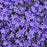 Phlox, Violet Pinwheels Phlox