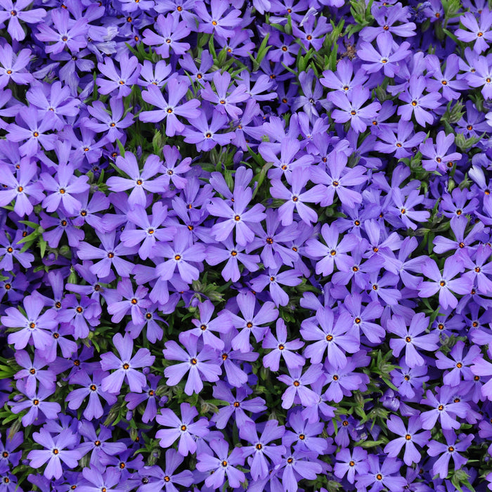 Phlox, Violet Pinwheels Phlox