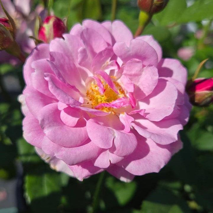 Rose, Rise Up® Lilac Days® Climbing Rose