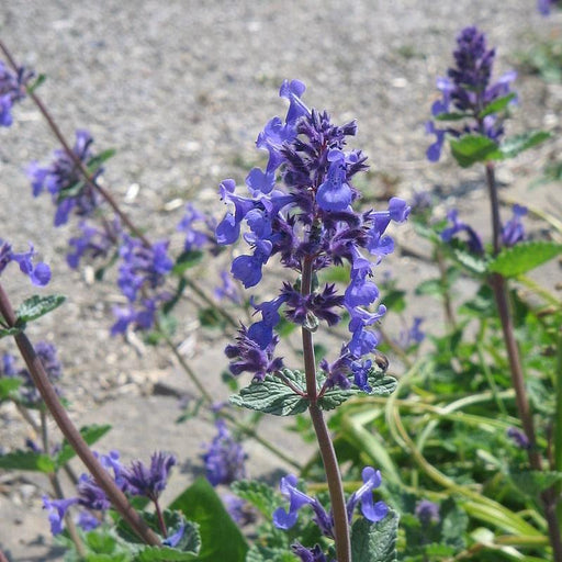 Catmint, Purrsian Blue Catmint