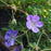 Cranesbill, Azure Rush Cranesbill