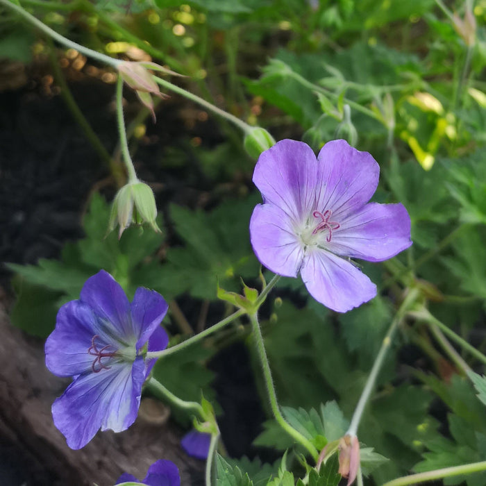 Cranesbill, Azure Rush Cranesbill