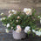 Rose, White Drift® Rose