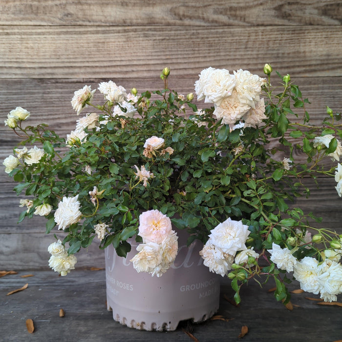 Rose, White Drift® Rose