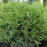 Arborvitae, Mr. Bowling Ball® Arborvitae