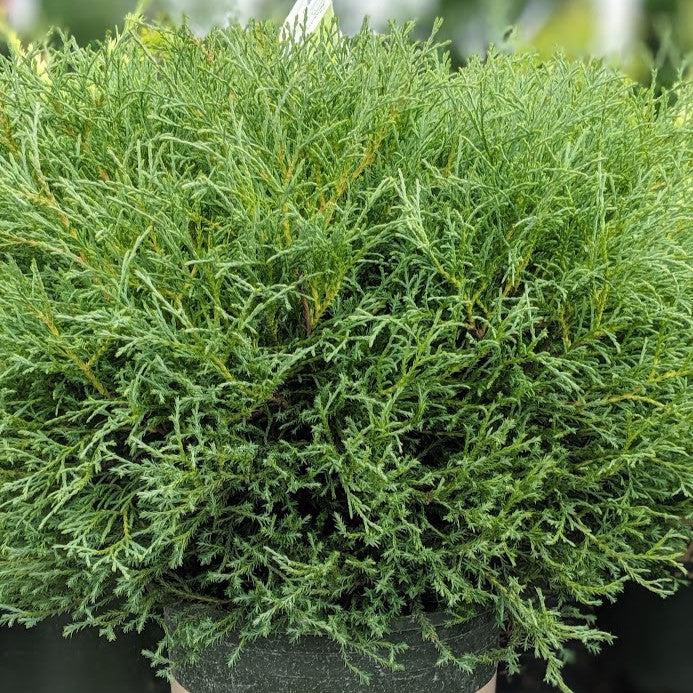 Arborvitae, Mr. Bowling Ball® Arborvitae