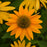 Coneflower, Artisan™ Yellow Ombre Coneflower
