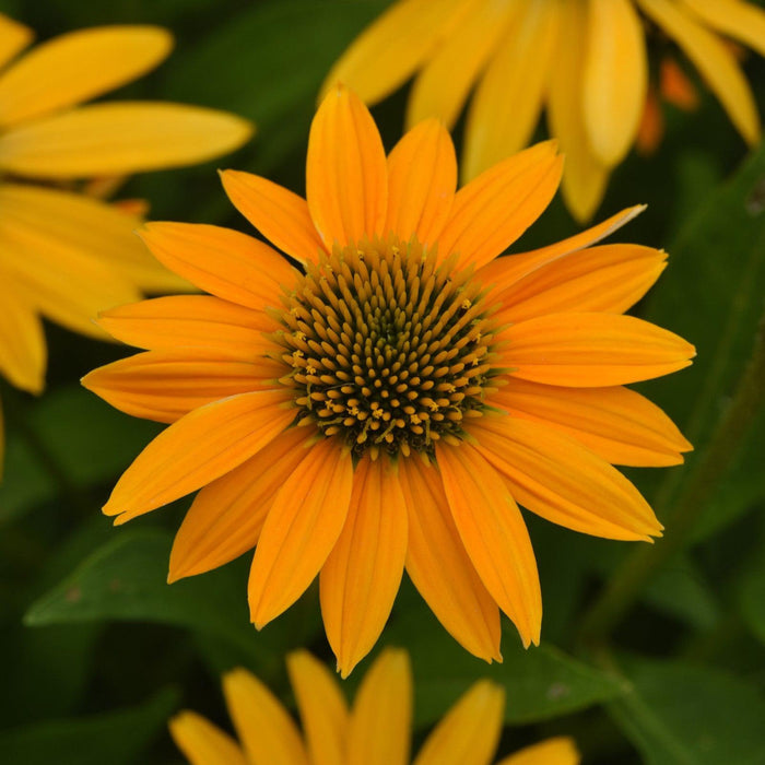 Coneflower, Artisan™ Yellow Ombre Coneflower