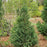 False Cypress, Pinpoint® Blue & Gold False Cypress