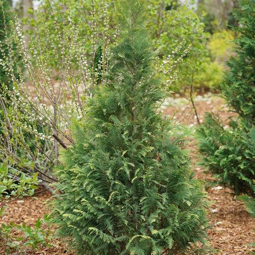 False Cypress, Pinpoint® Blue & Gold False Cypress