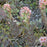 Sempervivum, Purple Beauty Hens and Chicks