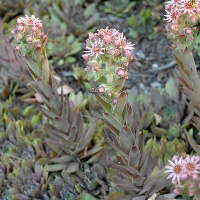 Sempervivum, Purple Beauty Hens and Chicks