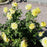 Rose, Sunsprite Floribunda Rose
