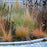 Grass, Lumen Gold™ Fountain Grass