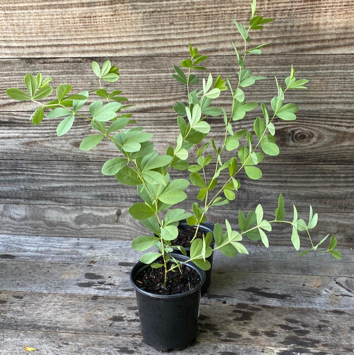 Baptisia, Blue False Indigo