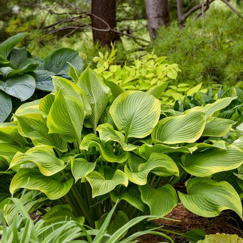 Hosta, PW® Shadowland® Lone Star Hosta