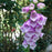 Foxglove, Dalmatian Purple Foxglove