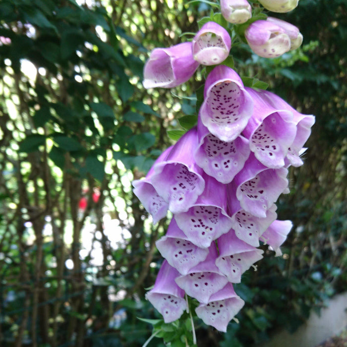 Foxglove, Dalmatian Purple Foxglove