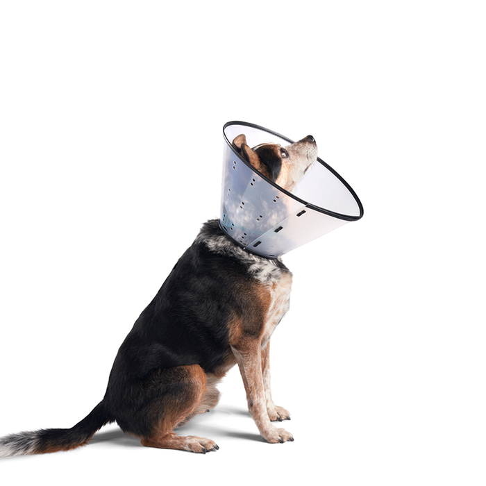 Rigid E-Collar for Dogs, XLG