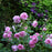 Rose, Harlow Carr Rose