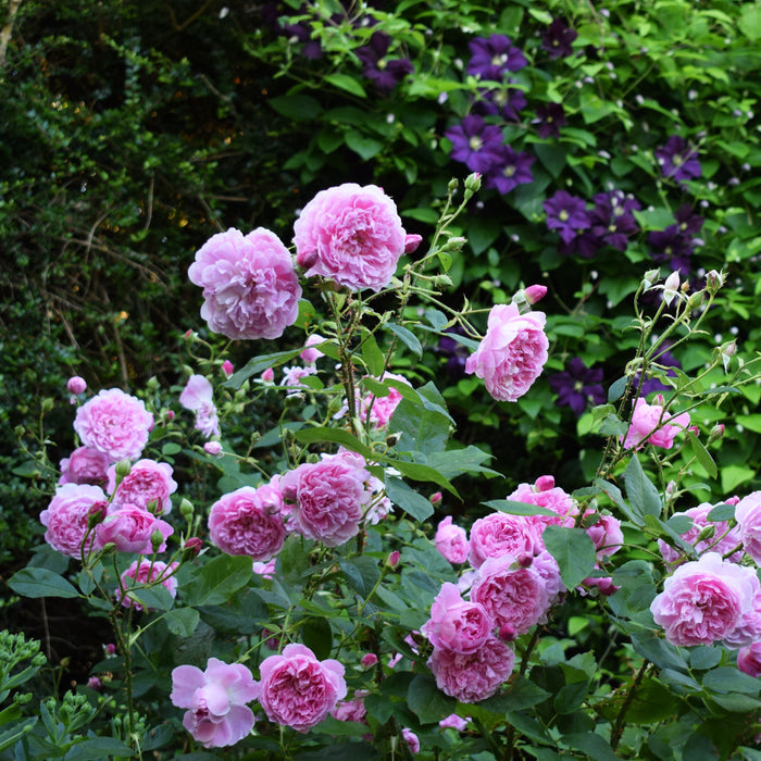 Rose, Harlow Carr Rose