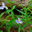 Monkey Flower, Allegheny Monkey Flower