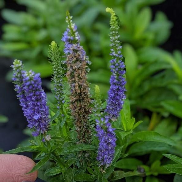 Speedwell, Royal Candles Veronica