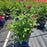 Rose, True Bloom™ True Gratitude™ Rose