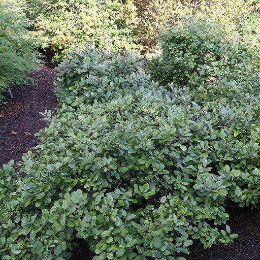Fothergilla, Blue Mist Fothergilla