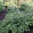 Fothergilla, Blue Mist Fothergilla