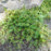 Astilbe, Pumila Chinese Astilbe