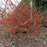 Flowering Quince, PW® Double Take™ Orange Flowering Quince