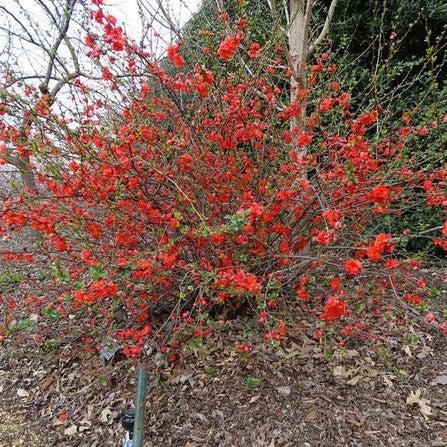 Flowering Quince, PW® Double Take™ Orange Flowering Quince