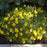 Tickseed, Zagreb Threadleaf Tickseed