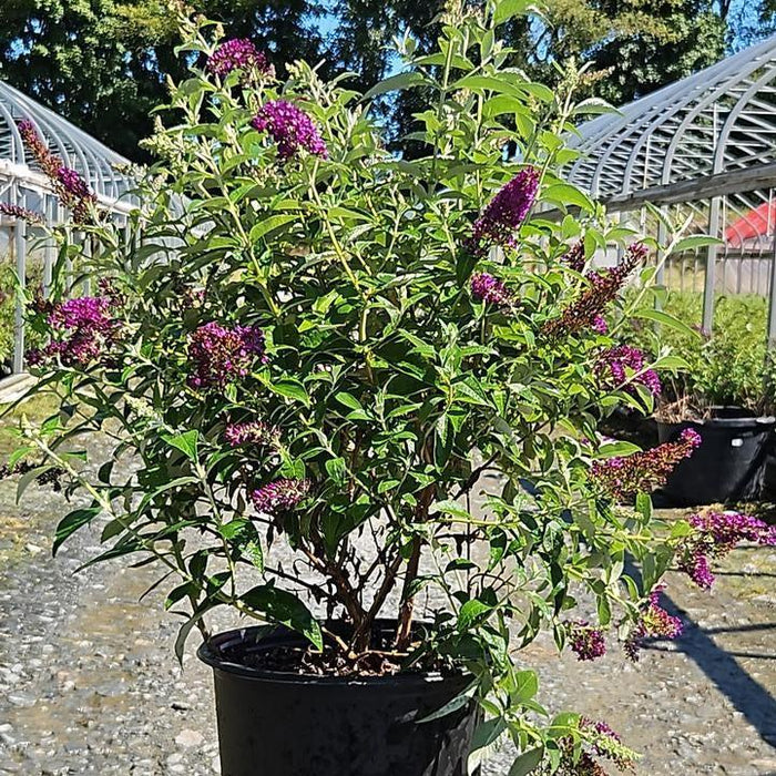 Butterfly Bush, MONARCH® Dark Dynasty Butterfly Bush