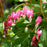 Bleeding Heart, Asian Bleeding Heart