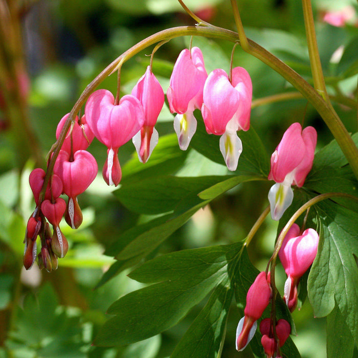 Bleeding Heart, Asian Bleeding Heart