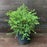 Spiraea x vanhouttei 'Renaissance'  - Renaissance Spirea