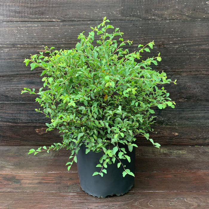 Spiraea x vanhouttei 'Renaissance'  - Renaissance Spirea