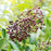 Elderberry, Wyldewood Elderberry