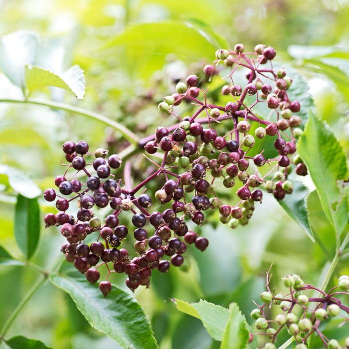 Elderberry, Wyldewood Elderberry