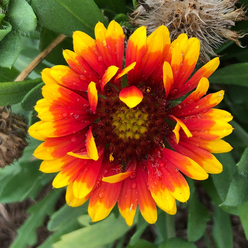 Blanket Flower, Spintop™ Red Starburst Blanket Flower