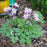 Columbine, Beidermeier Columbine
