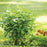 Dogwood, Arctic Fire® Red Twig Dogwood