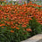 Coneflower, Artisan™ Soft Orange Coneflower