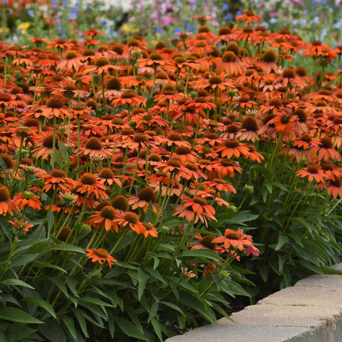 Coneflower, Artisan™ Soft Orange Coneflower